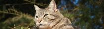 Le Chat Bronze